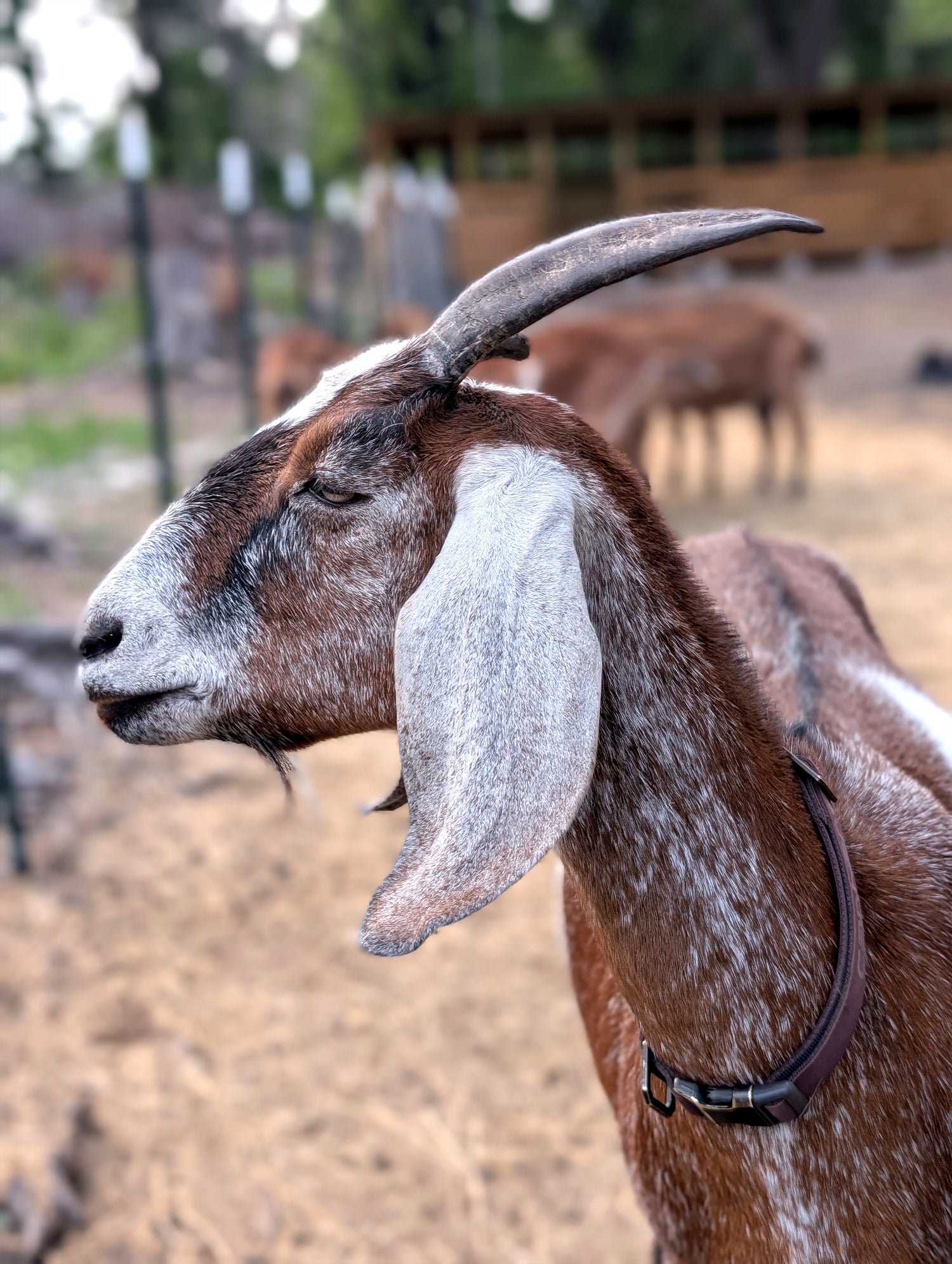 Side profile of a goat with a long horn looking to the left with a white face and brown body in an outdoor setting