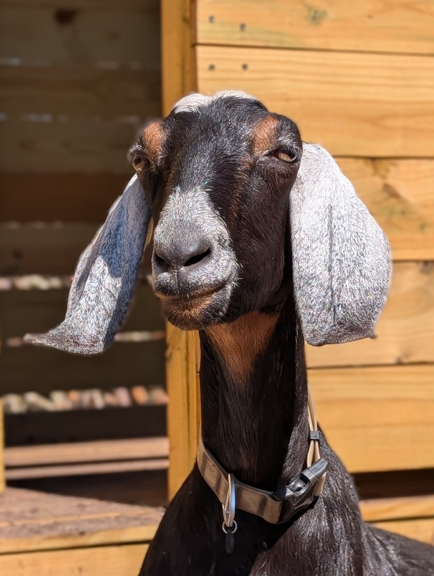 Portriat of a black goat with white ears and a white nose standing in front of wooden walls