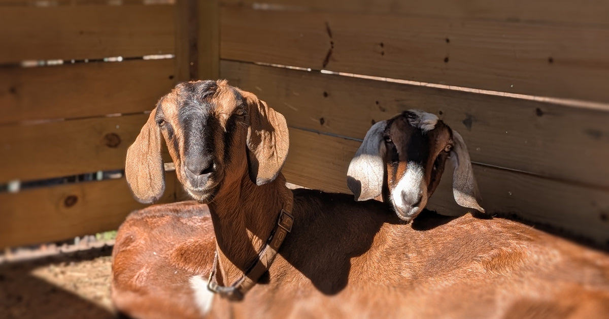 Two goats laying together close to each other in a wooden enclosure.