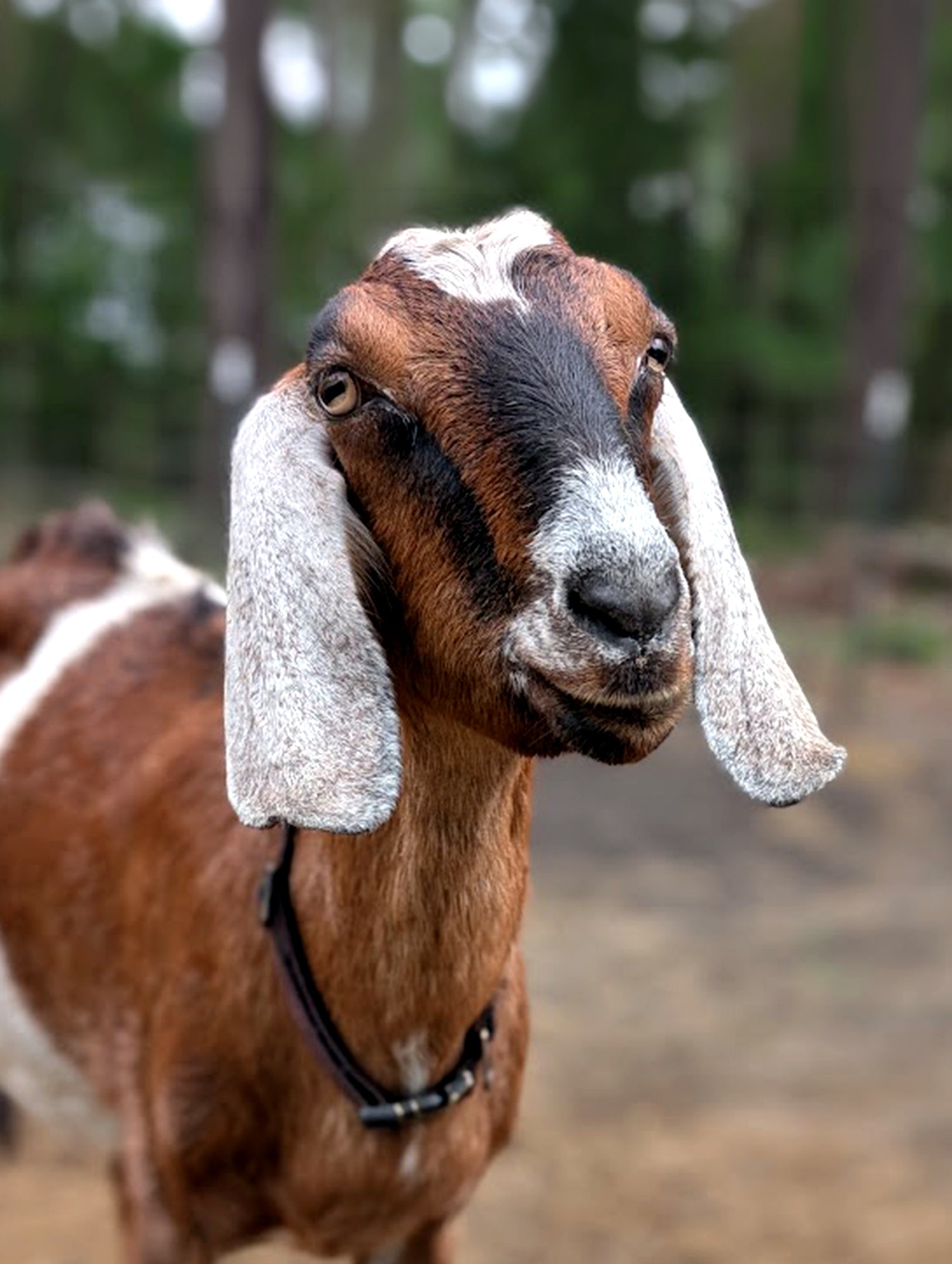 Goat with long ears standing in a natural  wooded setting. 