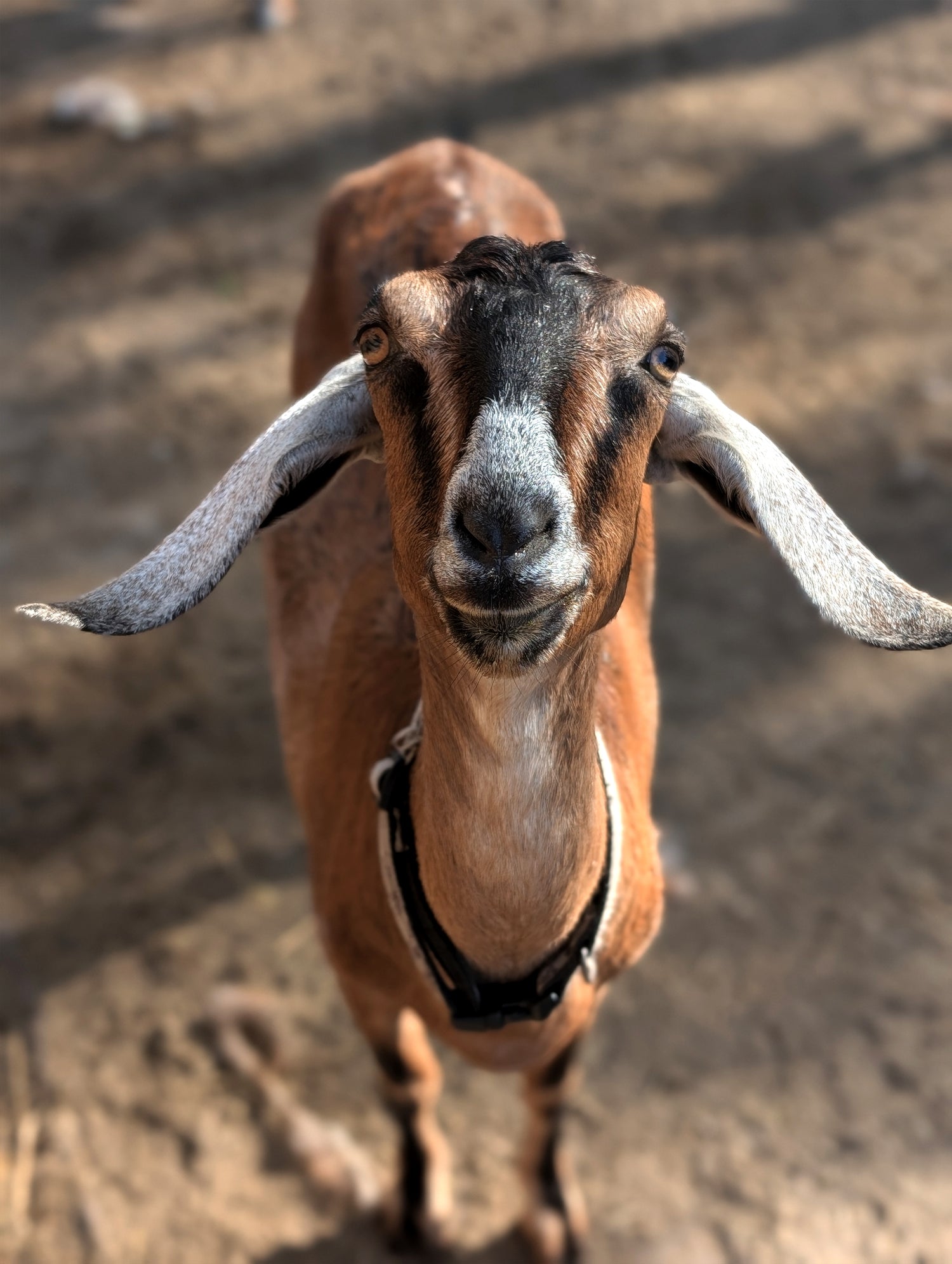 Goat with long ears looking directly up at the camera on a dirt ground.