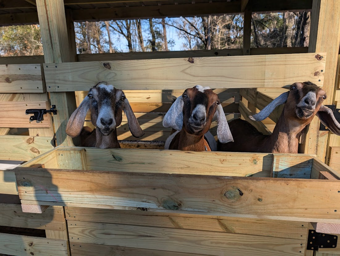Three goats peeking over a wooden fence with trees in the background